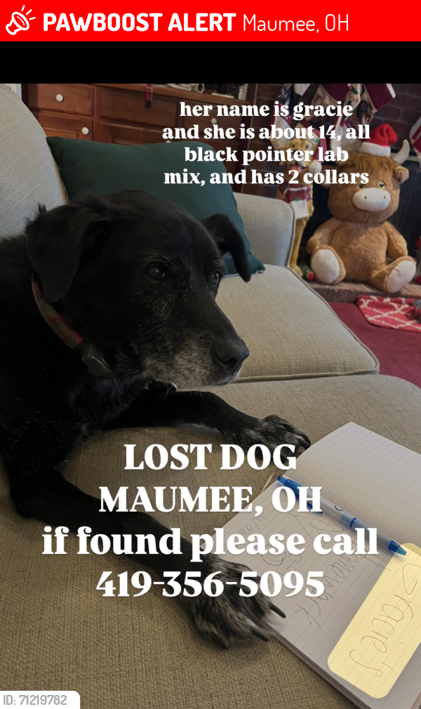 Lost Female Dog last seen salisbury, albon, Maumee, OH 43537