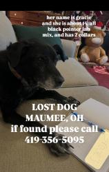 Lost Female Dog last seen salisbury, albon, Maumee, OH 43537