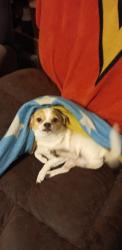 Lost Male Dog last seen Waymon st.  Hardees, Seagrove, NC 27341