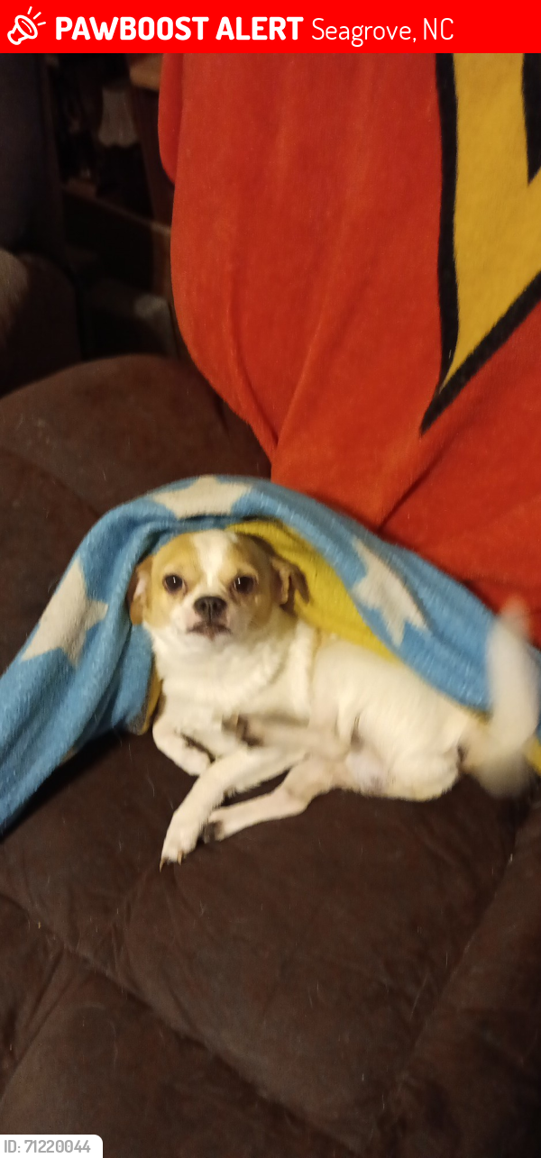 Lost Male Dog last seen Waymon st.  Hardees, Seagrove, NC 27341
