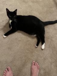 Found/Stray Female Cat last seen Near De Luna, San Antonio, TX 78233