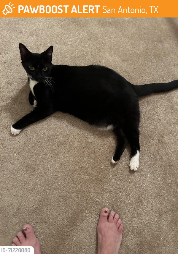 Found/Stray Female Cat last seen Near De Luna, San Antonio, TX 78233