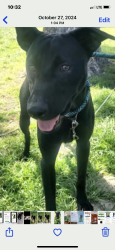 Lost Male Dog last seen Near Suzanne , San Antonio, TX 78239