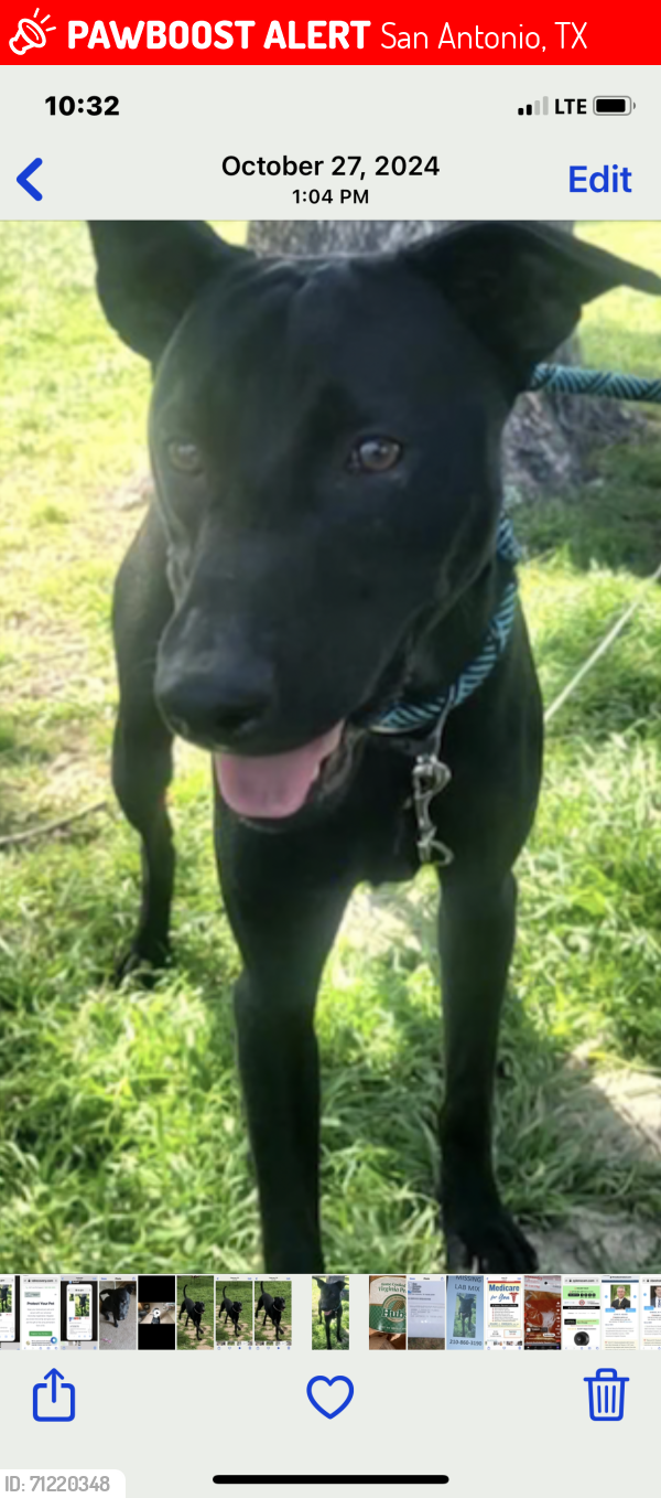 Lost Male Dog last seen Near Suzanne , San Antonio, TX 78239