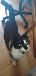 Lost Male Cat last seen Lillooet and East 27th Avenue, Vancouver BC, Vancouver, BC V5R 1P1