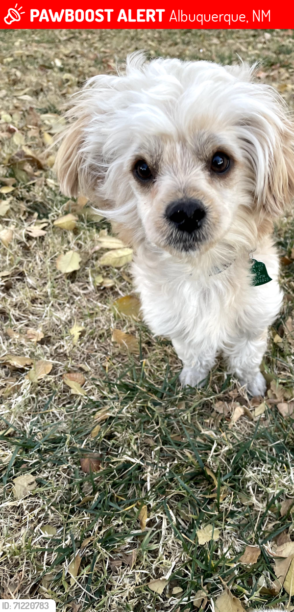 Albuquerque, NM Lost Male Dog, Babez Is Missing PawBoost
