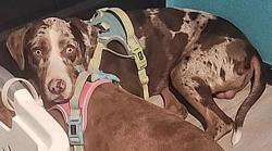Lost Male Dog last seen Ambush ridge, San Antonio, TX 78219