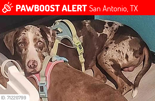 Lost Male Dog last seen Ambush ridge, San Antonio, TX 78219