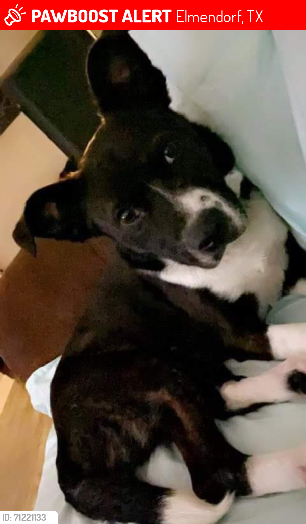 Lost Male Dog last seen Flores rd, Elmendorf, TX 78223