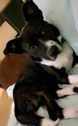 Lost Male Dog last seen Flores rd, Elmendorf, TX 78223