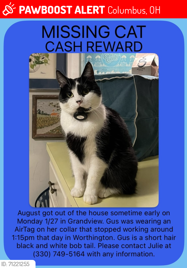Lost Female Cat last seen King and Northwest , Columbus, OH 43212
