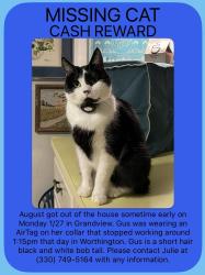 Lost Female Cat last seen King and Northwest , Columbus, OH 43212