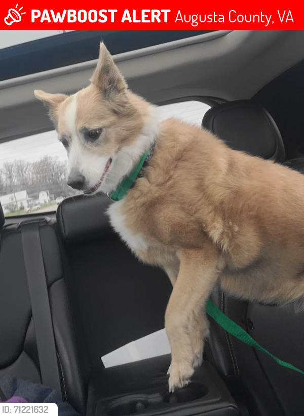Lost Female Dog last seen Patterson Mill Rd / South River Rd, Augusta County, VA 24441