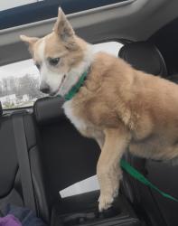 Lost Female Dog last seen Patterson Mill Rd / South River Rd, Augusta County, VA 24441