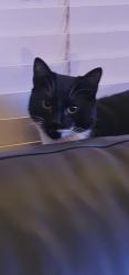 Lost Male Cat last seen stamshaw, Portsmouth, England PO2 8JZ