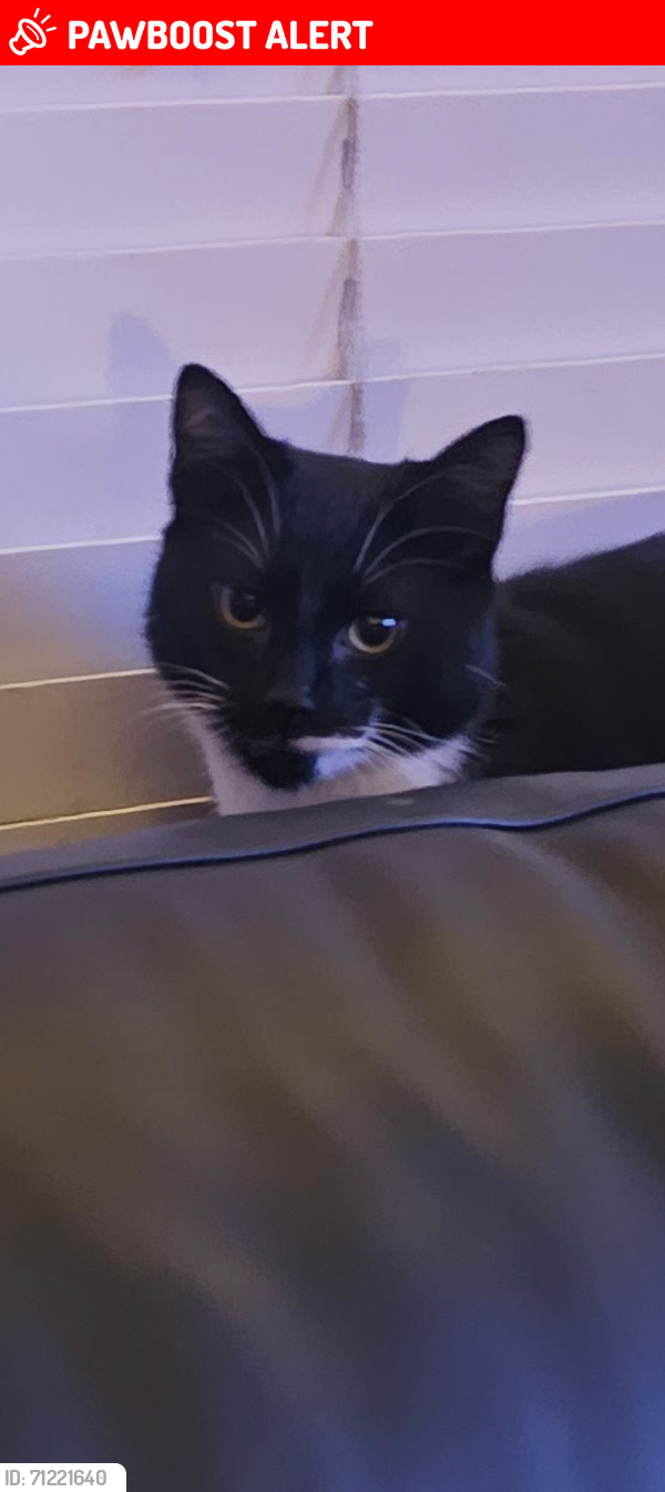 Lost Male Cat last seen stamshaw, Portsmouth, England PO2 8JZ