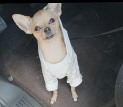 Lost Female Dog last seen Dairy queen, Bossier City, LA 71111