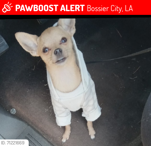 Lost Female Dog last seen Dairy queen, Bossier City, LA 71111