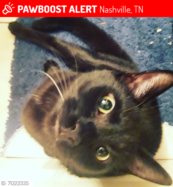 Lost Male Cat last seen McClurkan , Nashville, TN 37206