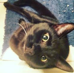 Lost Male Cat last seen McClurkan , Nashville, TN 37206