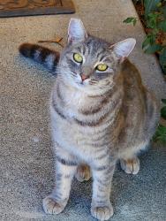 Lost Female Cat last seen Victory & Meridian// Standing Timber & E. Sicily Dr, Meridian, ID 83642