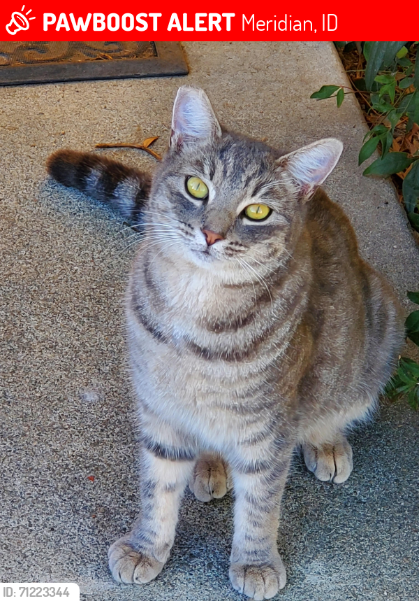 Lost Female Cat last seen Victory & Meridian// Standing Timber & E. Sicily Dr, Meridian, ID 83642