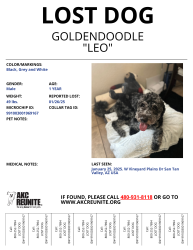 Lost Male Dog last seen Between W skyline Dr and N Gary Rd and Empire Blvd. update:  may have ran into the the skyline community off of Gary and skyline about 15 mins ago, San Tan Valley, AZ 85142