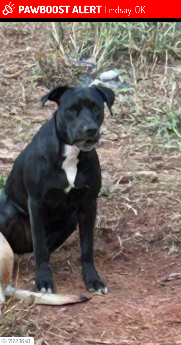 Lost Female Dog last seen Hwy 76 and County Road 1585, Lindsay, OK 73052