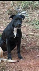 Lost Female Dog last seen Hwy 76 and County Road 1585, Lindsay, OK 73052