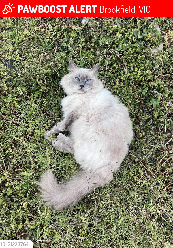 Lost Male Cat last seen C.J. Melrose Reserve Playground, Brookfield, VIC 3338