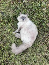Lost Male Cat last seen C.J. Melrose Reserve Playground, Brookfield, VIC 3338