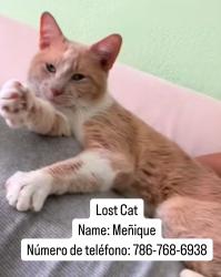 Lost Male Cat last seen Near sw 72nd st, Miami, FL 33193