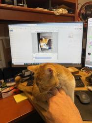 Reunited Male Cat last seen Near Apex Power Parkway, Moapa, NV 89025