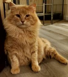 Lost Male Cat last seen Angela st, Pomona,ca, Pomona, CA 91766