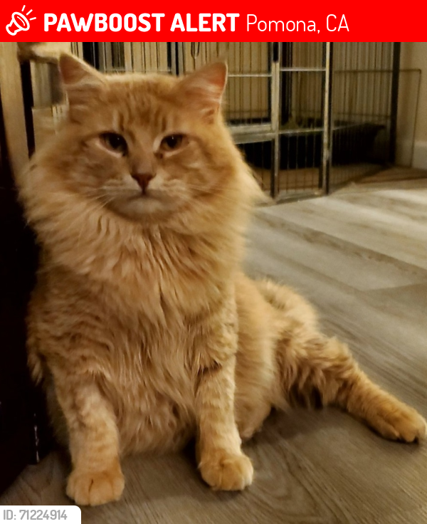 Lost Male Cat last seen Angela st, Pomona,ca, Pomona, CA 91766
