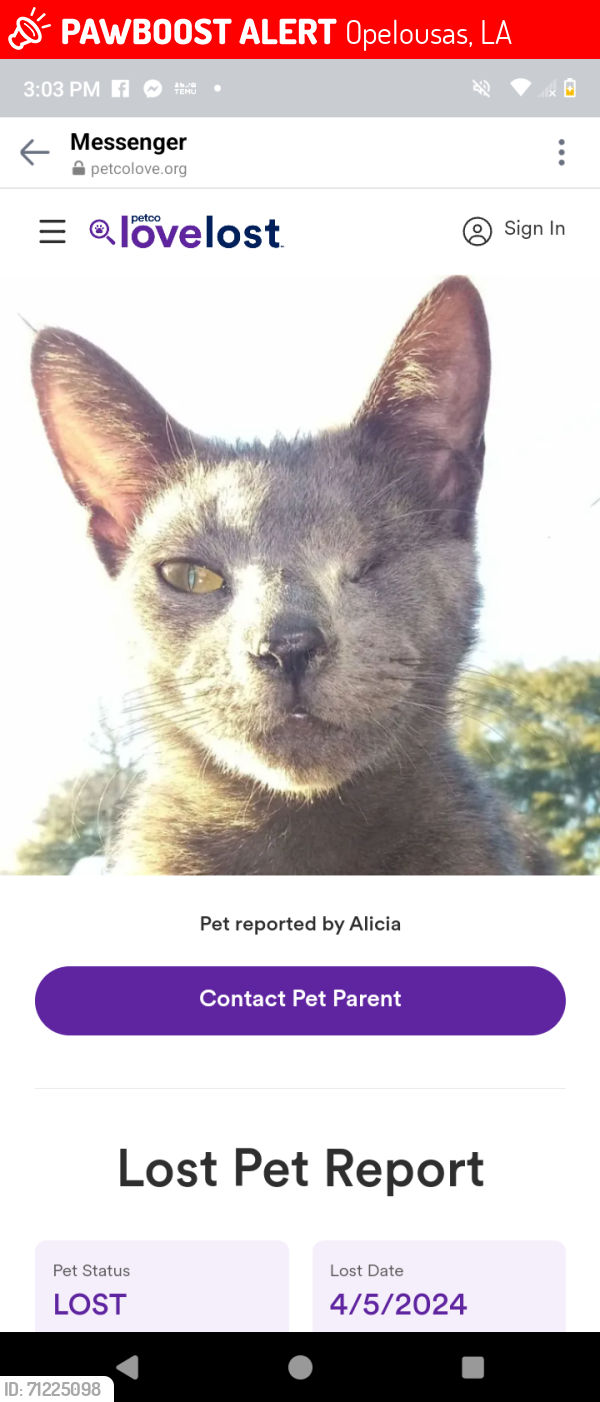 Lost Male Cat last seen Old shut down Grocery Store named Colligans on Prairie Rhonde Hwy., Opelousas, LA 70570