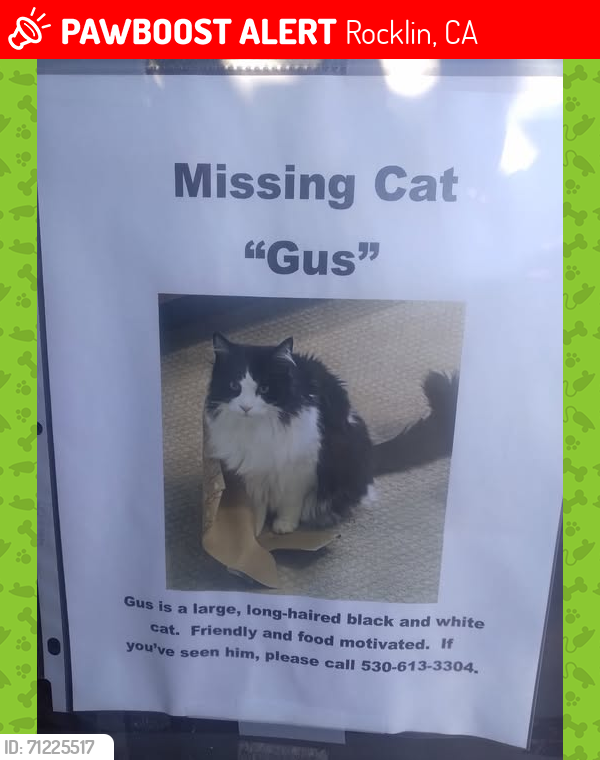 Lost Male Cat last seen Chesterfield Way Rocklin CA 95765, Rocklin, CA 95765