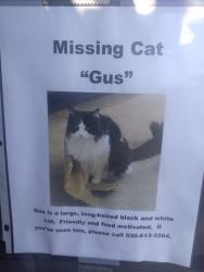Lost Male Cat last seen Chesterfield Way Rocklin CA 95765, Rocklin, CA 95765