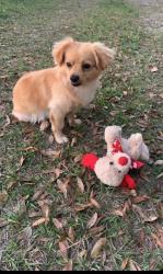 Lost Male Dog last seen Bushnell florida, Bushnell, FL 33585