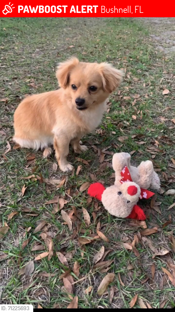Lost Male Dog last seen Bushnell florida, Bushnell, FL 33585