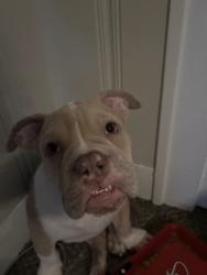 Lost Male Dog last seen Arlington, TX. 76011, Arlington, TX 76006
