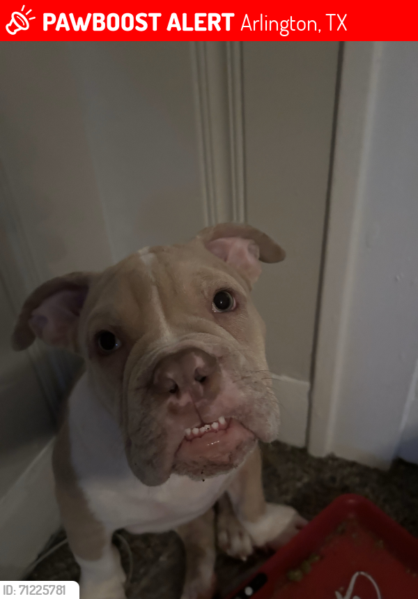 Lost Male Dog last seen Arlington, TX. 76011, Arlington, TX 76006