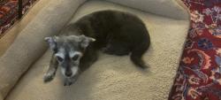 Lost Female Dog last seen Near Smoke Tree Circle Lewisville NC 27023, Lewisville, NC 27023