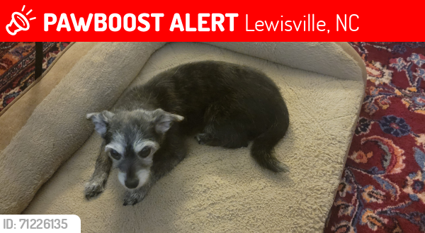 Lost Female Dog last seen Near Smoke Tree Circle Lewisville NC 27023, Lewisville, NC 27023
