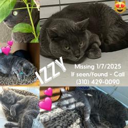 Lost Female Cat last seen Pacific Palisades, Los Angeles, CA 90272