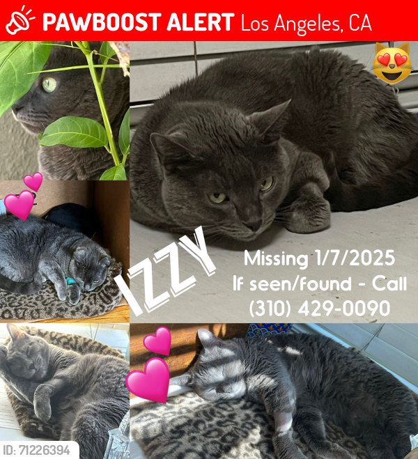 Lost Female Cat last seen Pacific Palisades, Los Angeles, CA 90272