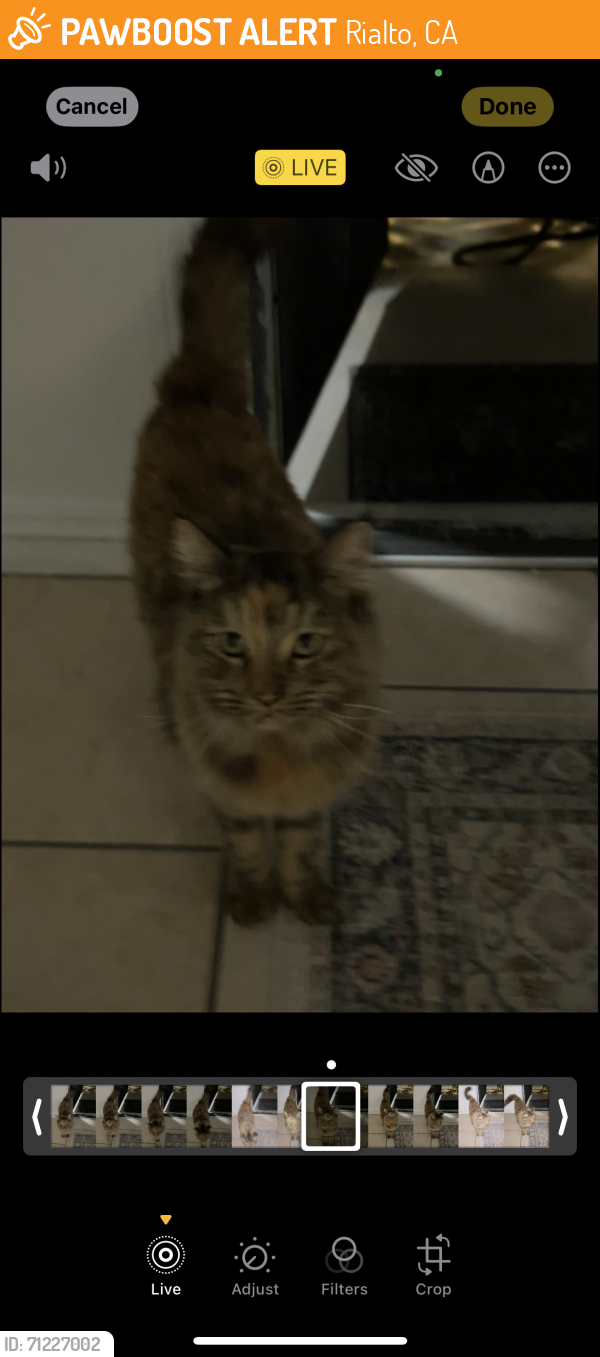 Rialto, CA Stray Cat Found Near Near n pepper street | PawBoost