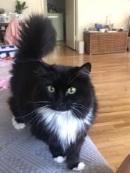 Lost Female Cat last seen El Molino Ave. Between Mariposa and Mendocino , Altadena, CA 91001