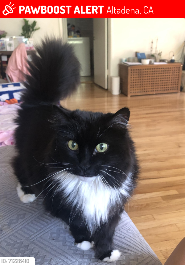 Lost Female Cat last seen El Molino Ave. Between Mariposa and Mendocino , Altadena, CA 91001