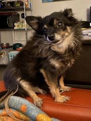 Lost Male Dog last seen Near Whiteman Airport, train tracks , Los Angeles, CA 91331